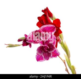 belle fleur gladiolus lumineuse présente le jour des femmes isolé sur le blanc Banque D'Images