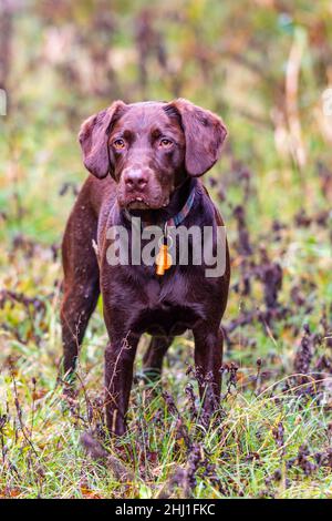 le labradinger ou le springerdor springerdor le labrador et le spaniel springer croissent le chien debout dans une herbe longue qui a l'air vif et enthousiaste. Banque D'Images