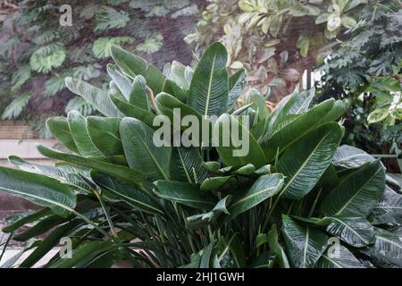Strelitzia reginae recouvert de gouttes après l'arrosage.Jardin botanique avec plantes vertes tropicales Banque D'Images