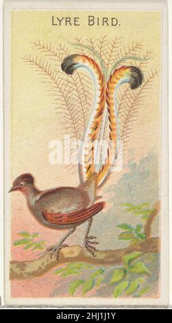 Lyre Bird, de la série Birds of the Tropics (N5) pour Allen & Ginter cigarettes Brands 1889 émise par Allen & Ginter American Trade Cards de la série Birds of the Tropics (N5), publiée en 1889 dans une série de 50 cartes pour promouvoir les cigarettes Allen & Ginter.Lyre Bird, de la série Birds of the Tropics (N5) pour Allen & Ginter cigarettes Brands 406843 Banque D'Images