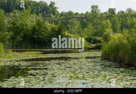 Groupe de nénuphars vert vif dans un étang avec des fleurs de nénuphar Banque D'Images