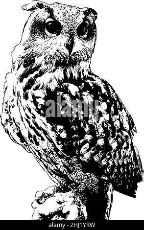 Illustration vectorielle Owl en noir sur fond blanc, style réaliste Illustration de Vecteur