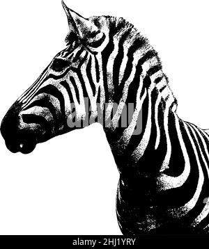 Vue en profil Zebra de l'illustration de la tête en noir sur fond blanc Illustration de Vecteur