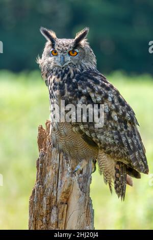 Grand hibou à cornes assis sur une souche d'arbre Banque D'Images