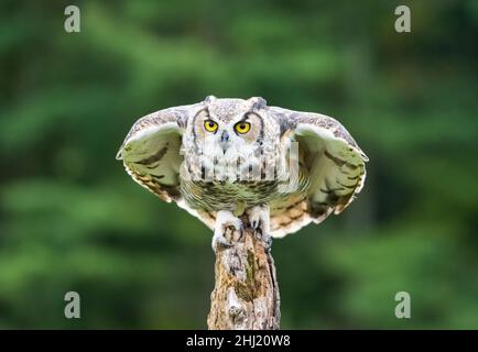 Grand hibou à cornes sur souche d'arbre avec les ailes ouvertes prêt pour le décollage Banque D'Images