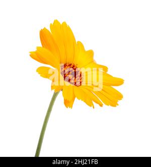 Fleur de calendula fraîche isolée sur fond blanc Banque D'Images