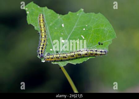 Vue latérale d'une chenille, papillon blanc de chou, Pieris brassicae, sur une feuille de nasturtium. Banque D'Images
