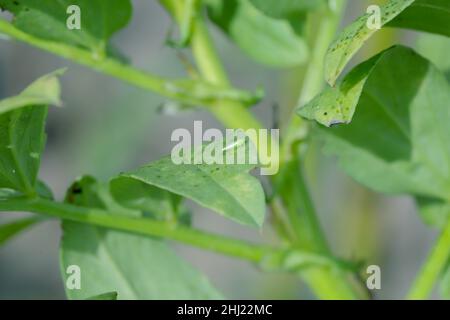 La petite cicadelle - Empoasca sur les feuilles de fèves.Ce sont des ravageurs des cultures qui sucent la sève des plantes. Banque D'Images