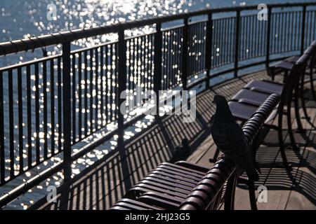 La silhouette d'un pigeon qui regarde les réflexions sur la rivière lors d'une journée d'hiver ensoleillée Banque D'Images