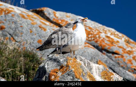 bébé mouette avec sa mère en profitant du soleil d'été sur un rocher Banque D'Images