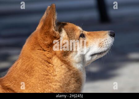 gros plan d'un chien (shiba inu) du côté Banque D'Images