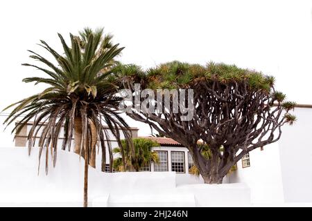 Dragon Tree et palmier dans une cour espagnole.Architecture traditionnelle blanche.Ténérife, Espagne Banque D'Images