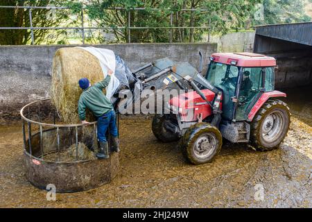 Deux agriculteurs chargent une balle de foin dans une gouttière d'alimentation à l'aide d'un tracteur dans une ferme. Banque D'Images