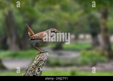 Wren eurasien (troglodytes troglodytes de Troglodytes / troglodytes de Nannus) perchée sur une souche d'arbre en forêt Banque D'Images