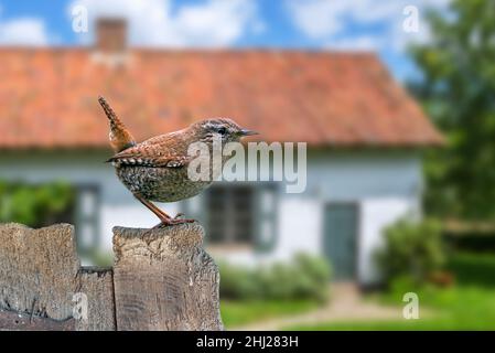 Wren eurasien (troglodytes troglodytes de Troglodytes / troglodytes de Nannus) perchée sur une ancienne clôture de jardin de maison en bois abîmé dans la campagne Banque D'Images