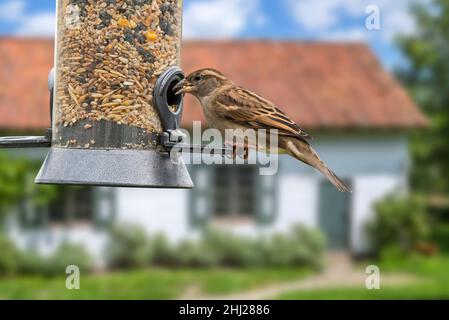 Maison parrow (Passer domesticus) femelle mangeant le mélange de graines de mangeoire à oiseaux / mangeoire à oiseaux dans le jardin de la maison dans la campagne Banque D'Images