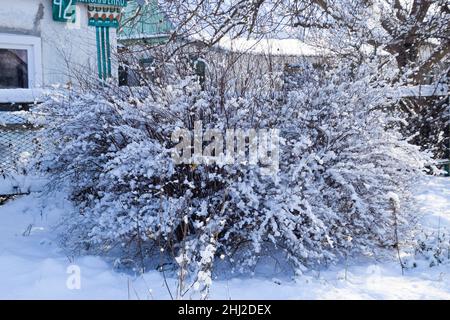Arbuste luxuriant, dont les branches sont dans la neige.Hiver dans le jardin. Banque D'Images