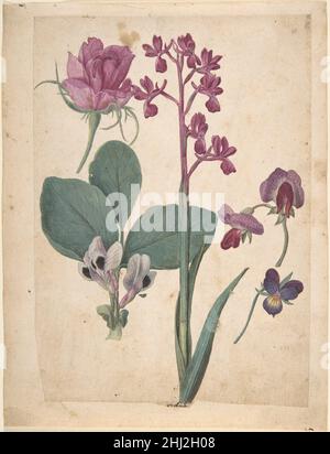 Une feuille d'études des fleurs :Une Rose, un Heartsease, un Pea doux, un Pea jardin, et une Orchidée à fleurs lax du 16th siècle Jacques le Moyne de morgues Français né à Dieppe, un centre de cartographie et d'illumination manuscrite, le Moyne de morgues a émigré à Londres, probablement à la suite des massacres de Huguenot de 1572.Cette feuille d'études sur les fleurs appartient à un groupe qui vient d'être mis en lumière.Ils sont stylistiques à un ensemble de 59 aquarelles du Victoria and Albert Museum qui portent des inscriptions en français et en latin et sont donc considérés à ce jour à partir du Frenc du Moyne de morgues Banque D'Images