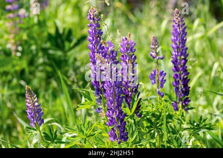 Vue rapprochée de Lupinus.Communément connu sous le nom de lupin, lupin, ou bluebonnet régional, etc., est un genre de plantes à fleurs de la famille des légumineuses Fabaceae Banque D'Images