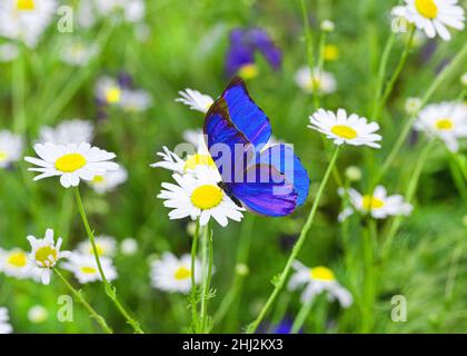 Papillon sur une fleur.Magnifique papillon sur camomille.Papillon sur le fond de la prairie de camomille. Banque D'Images
