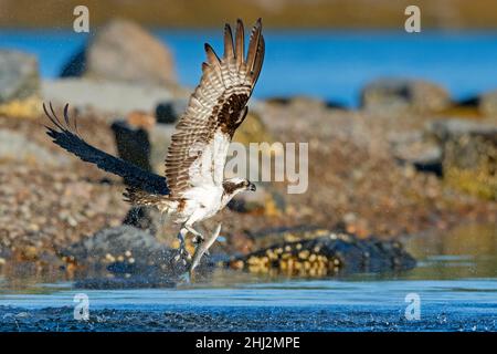 Pêche à Osprey (Pandion haliatus).Parc national Acadia, Maine, États-Unis. Banque D'Images