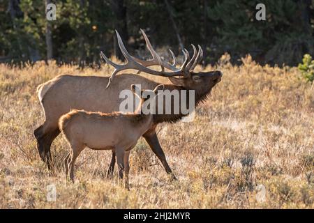 Wapiti de taureau (Cervus canadensis).Un veau regarde le grand taureau passer pendant le rout d'élan dans le parc national de Yellowstone, Wyoming, USA. Banque D'Images