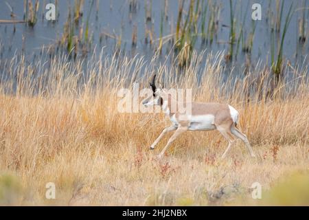 Buck Pronghorn (Antilocapra americana) fonctionnant dans le parc national de Yellowstone, Wyoming, États-Unis.Octobre. Banque D'Images