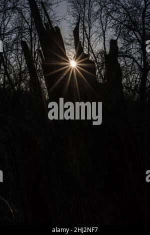 Sunflare à travers un tronc d'arbre Banque D'Images