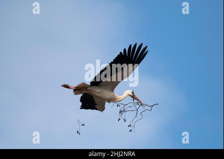 Ciconie blanche (Ciconia ciconia), approche avec matériel de nidification, construction de nids, département du Haut-Rhin, Alsace, France Banque D'Images