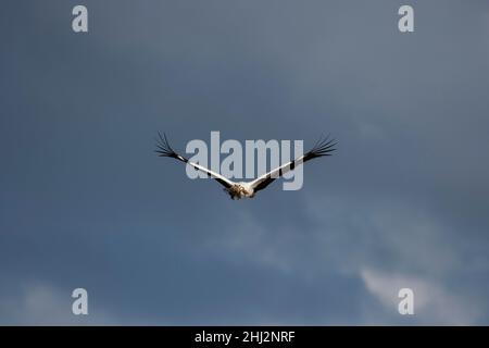 Ciconie blanche (Ciconia ciconia), approche avec matériel de nidification, ciel nuageux, Département du Haut-Rhin, Alsace, France Banque D'Images