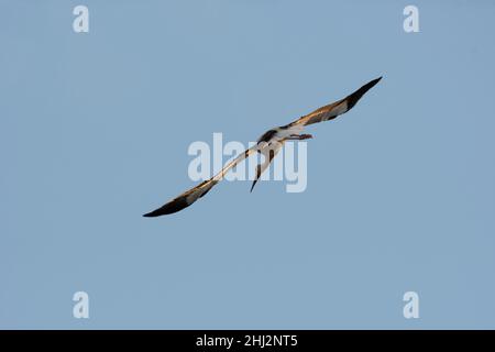 Ciconie blanche (Ciconia ciconia), à l'approche de la roôte, département du Haut-Rhin, Alsace, France Banque D'Images