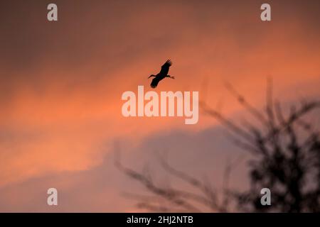 Ciconie blanche (Ciconia ciconia), approche, coucher de soleil, département du Haut-Rhin, Alsace,France Banque D'Images