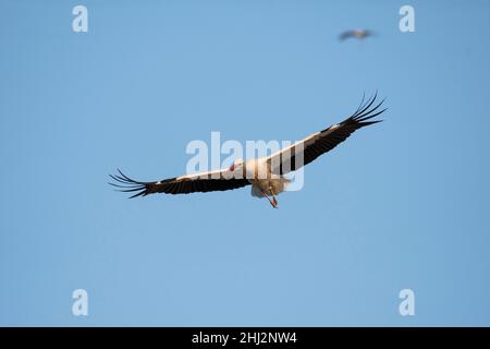 Ciconie blanche (Ciconia ciconia), à l'approche de la roôte, département du Haut-Rhin, Alsace, France Banque D'Images