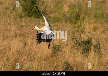 Ciconie blanche (Ciconia ciconia), approche du fourrage, pâturage de bétail, département du Haut-Rhin, Alsace,France Banque D'Images