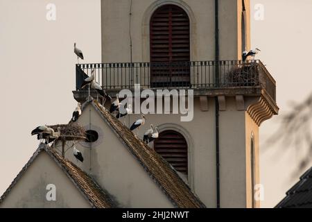 Ciconie blanche (Ciconia ciconia), agrégation à la roôte, église, département du Haut-Rhin, Alsace,France Banque D'Images