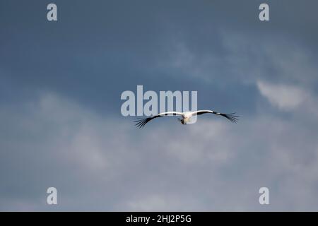 Ciconie blanche (Ciconia ciconia), approche avec matériel de nidification, ciel nuageux, Département du Haut-Rhin, Alsace, France Banque D'Images