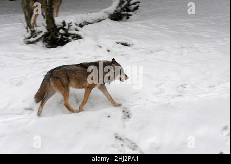 Loup solitaire dans la neige, captif, Zoo de Hellabronn, Munich, Bavière,Allemagne Banque D'Images