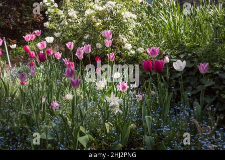 Jardins de tulipes à Crystal Hermitage, qui fait partie de la communauté Ananda située à environ 15 miles au nord-est de Nevada City, Californie Banque D'Images