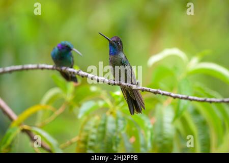 Mâle Talamanca Hummingbird (Eugenes spectabilis), San Gerardo de Dota, province de San Jose, Costa Rica Banque D'Images