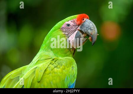 Grande macaw verte (Ara ambiguus), centre de secours Jaguar, Punta Cocles, Talamanca, Puerto Limon,Costa Rica Banque D'Images