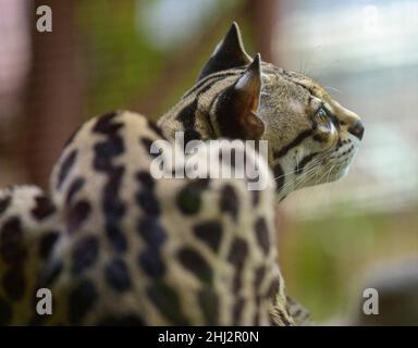 Margay (Leopardus wiedii), Jaguar Rescue Centre, Punta Cocles, Talamanca, Puerto Limon,Costa Rica Banque D'Images