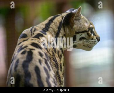 Margay (Leopardus wiedii), Jaguar Rescue Centre, Punta Cocles, Talamanca, Puerto Limon,Costa Rica Banque D'Images