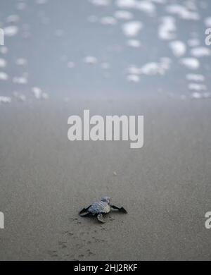 La tortue de mer ridley (Lepidochelys olivacea), une espèce d'olive nouvellement éclos, rampera sur le sable vers la mer, Junquillal, Santa Cruz, province de Guanacaste, Costa Banque D'Images