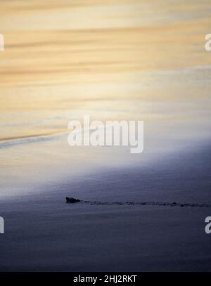 La tortue de mer ridley (Lepidochelys olivacea), une espèce d'olive nouvellement éclos, rampant sur le sable vers la mer au coucher du soleil, Junquillal, Santa Cruz, Guanacaste Banque D'Images