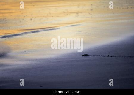 La tortue de mer ridley (Lepidochelys olivacea), une espèce d'olive nouvellement éclos, rampant sur le sable vers la mer au coucher du soleil, Junquillal, Santa Cruz, Guanacaste Banque D'Images