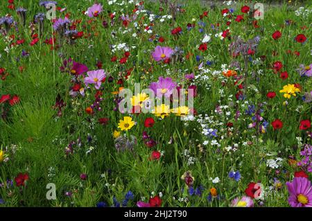 Prairie florale d'été, fleurs de maïs (Centaurea cyanus), yarrow (Achillea), maloques (Malva), marguerites jaunes (Leucanthemum),Fleurs de pavot (Papaver Banque D'Images