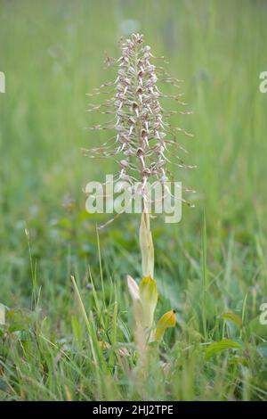 (Himantoglossum hircinum), Thuringe, Allemagne Banque D'Images