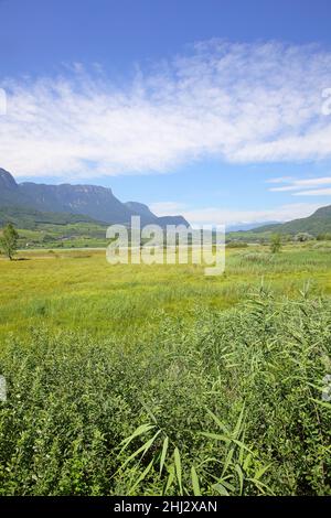 Kalterer See, réserve naturelle dans la partie sud du lac, Tyrol du Sud, Italie Banque D'Images