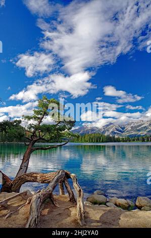 Un arbre en ardoise aux racines au-dessus du sol se dresse sur la rive d'un lac aux eaux cristallines, Jasper, parc national Jasper, Alberta, Canada Banque D'Images