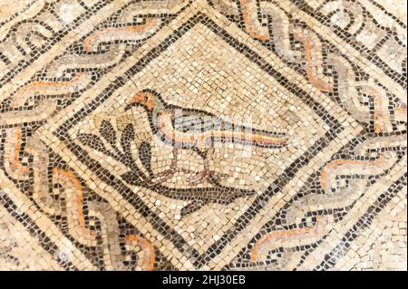 Archéologie, oiseau, colombe assise sur la branche, symbole chrétien, mosaïque, mosaïque du sol des premiers chrétiens, Basilique de Santa Maria Assunta, UNESCO World Banque D'Images